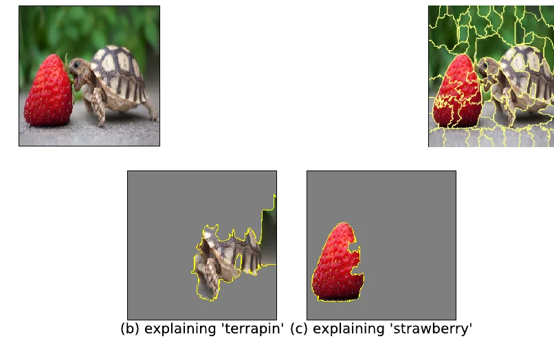 An image of a strawberry and a tortoise, its superpixel segmentation, and the superpixels that explain the classes terrapin and strawberry